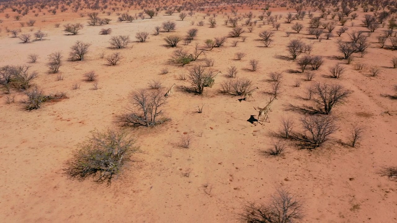 Eine Herde Giraffen rennt durch den Etosha-Nationalpark. Seitliche Drohnenaufnahme aus der Luft. Roter trockener Boden, blattlose Bäume, sonniger Tag. Tierwelt Namibias.