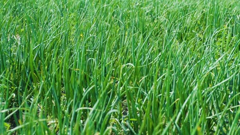 green onions growing in the earth. organic farming, rows in the field. sprouted green onion close-up.