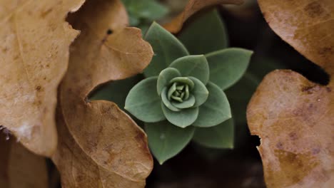 macro primer plano de una pequeña planta verde que alcanza su punto máximo a través de un montón de hojas de naranja caídas en un día lluvioso