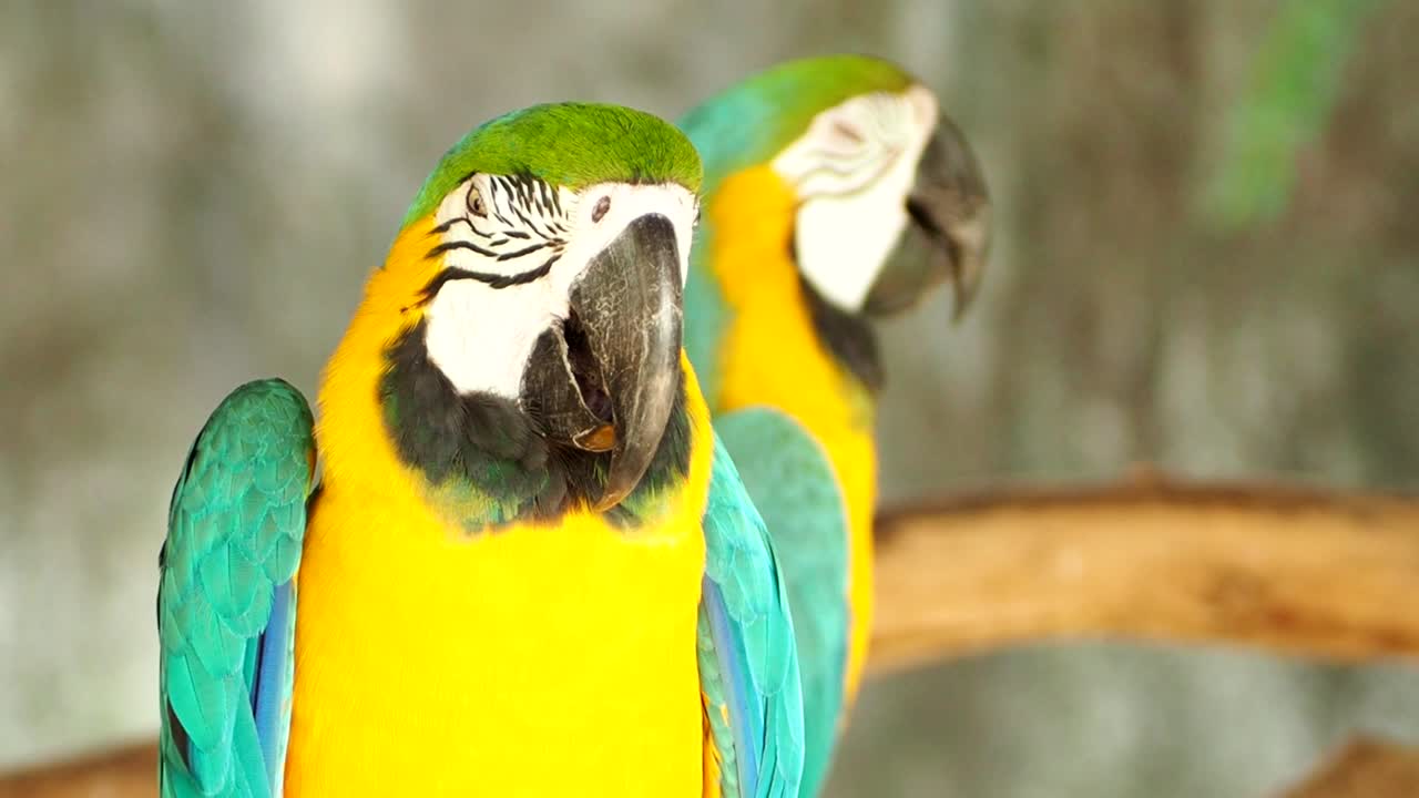el pájaro guacamayo de chiang mai, tailandia