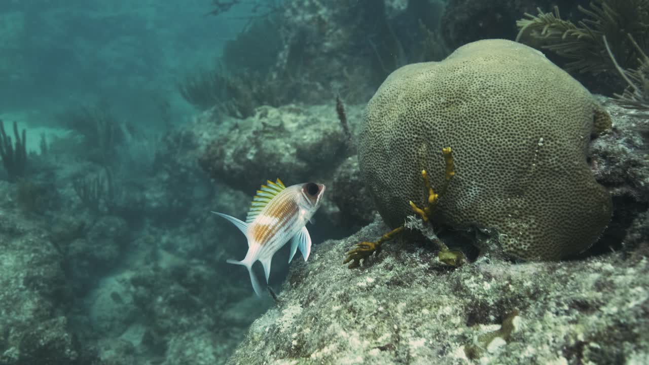 Små fisk med store øjne svømmer inde i et koralrev