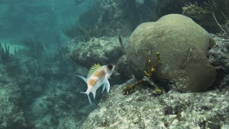 little fish with large eyes swimming inside a coral reef