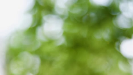 fondo de movimiento de bokeh de bosque abstracto