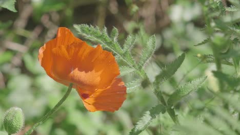 bee checks out orange poppy flower before flying away