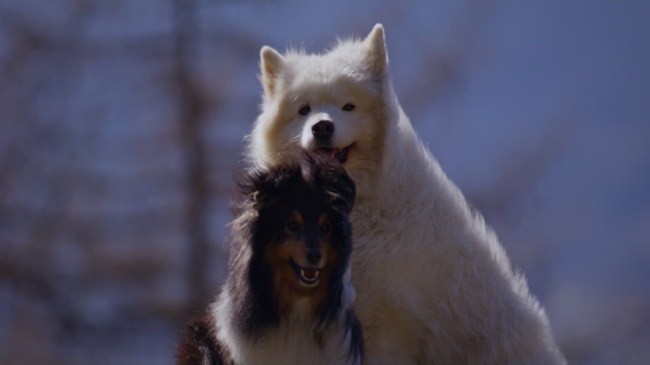 Samoyed and Shetland Sheepdog playing joyfully on a mountain field, surrounded by stunning alpine views and clear skies