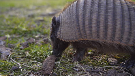 an armadillo feeds on the plains