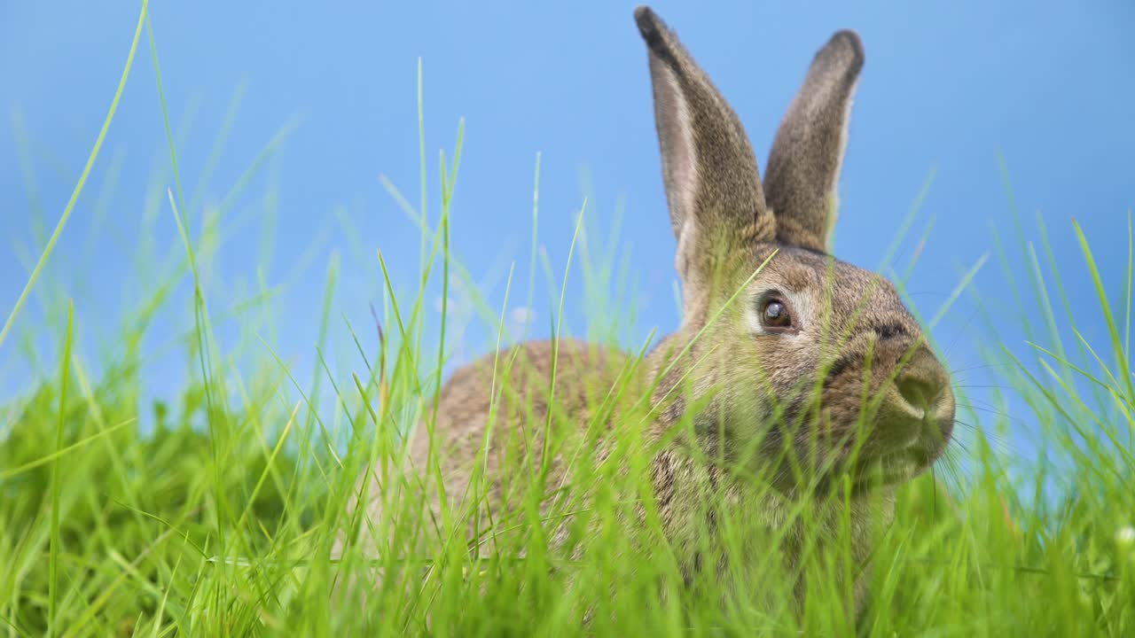 Rabbit with Blue Background