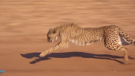 a cheetah running chases a moving target in slow motion attached to a rope at a cheetah rehabilitation center in namibia 2