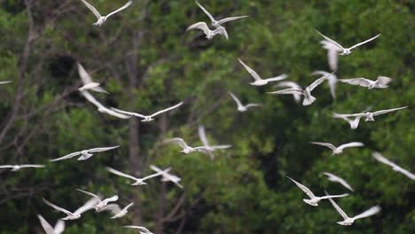 Terns-are-seabirds-that-can-be-found-all-throughout-the-world-at-sea,-rivers,-and-other-wider-bodies-of-water