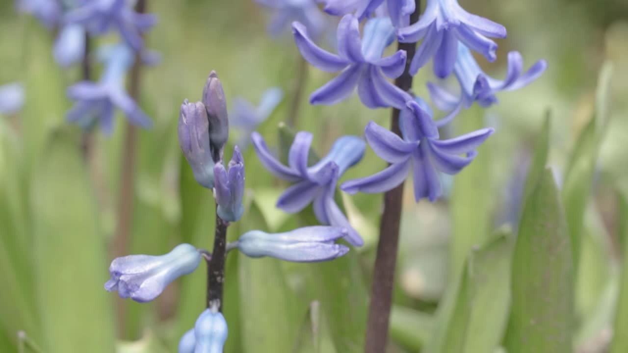 Bluebell flowers close up tilting shot
