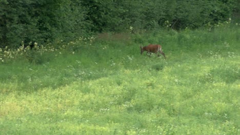 Rehe-Grasen-Auf-Der-Wiese