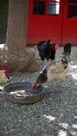 chickens drinking