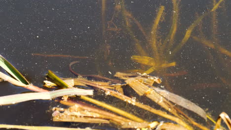 close up salamander hiding in pond vegetation