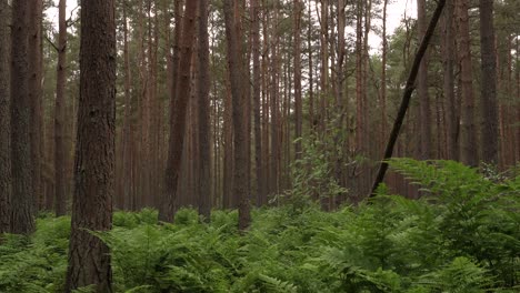 a scene of ferns in a pine forest