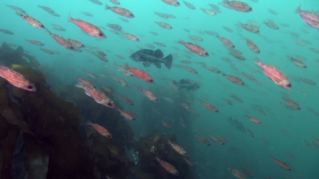 지나가는 물고기 떼