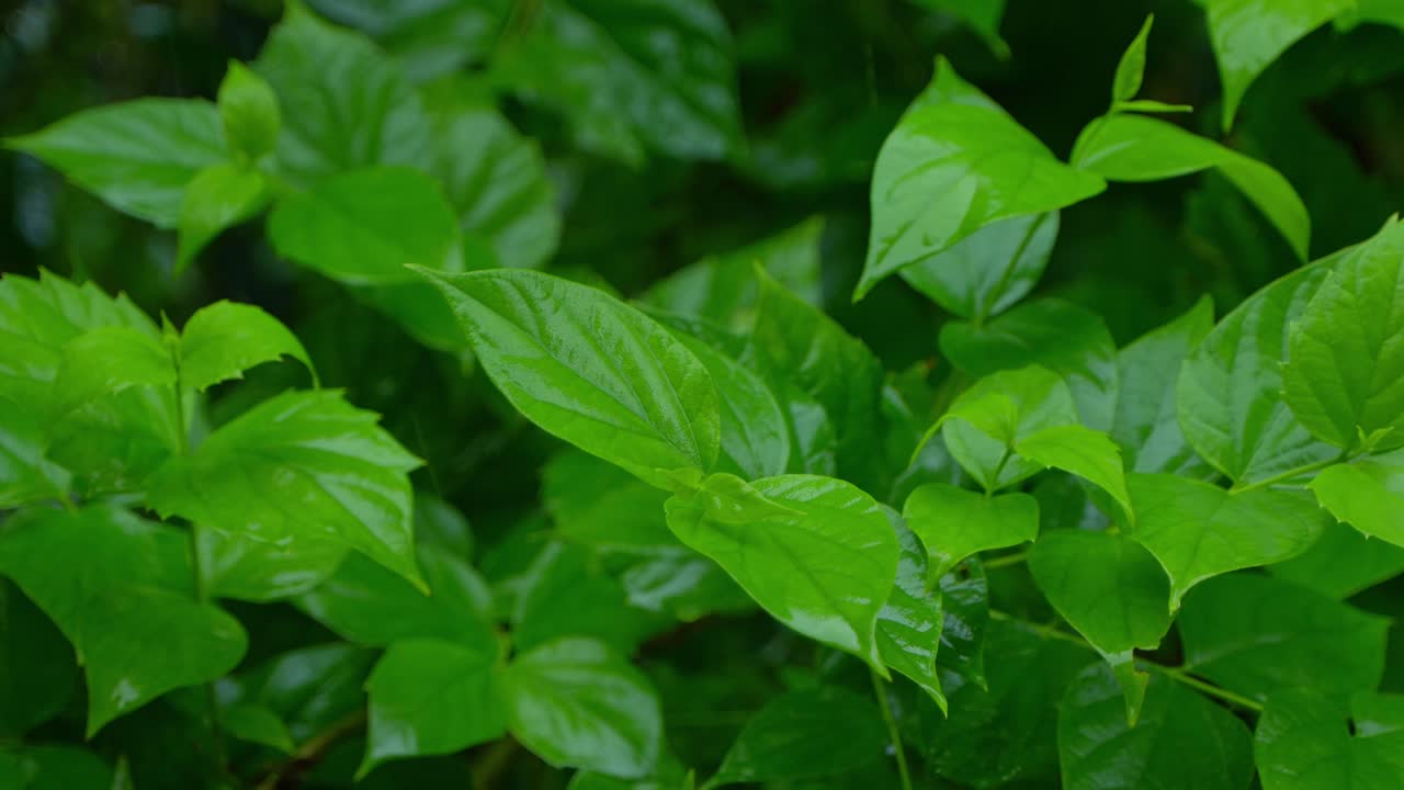 en la temporada de lluvias, el este de la india recibe fuertes lluvias durante la temporada de lluvias
