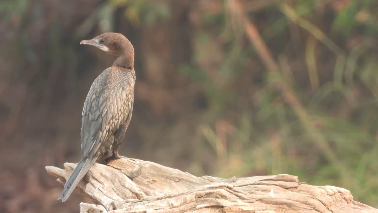 기도를 기다리는 연못가의 가마우지.
