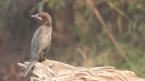 cormorant in pond area waiting for pray .