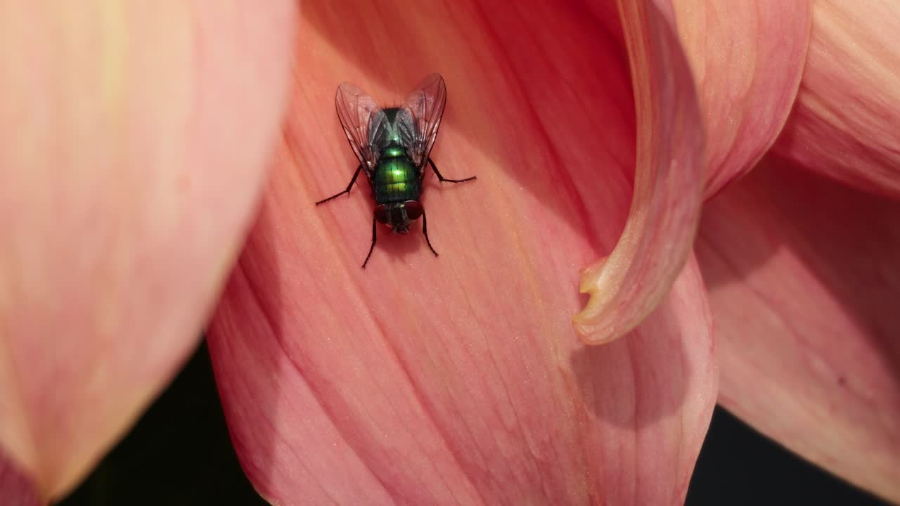 Una mosca si muove su un petalo di dalia