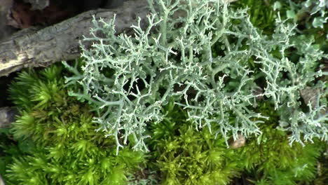 close-up of reindeer lichen and moss growing on decayed wood