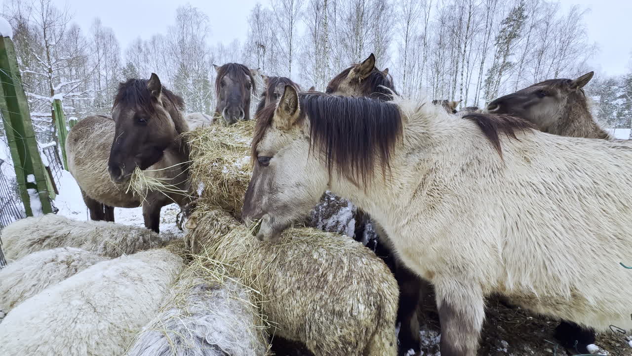 Cavalos e ovelhas comem feno juntos em uma área de celeiro nevada durante a tarde de inverno perto de um local arborizado.
