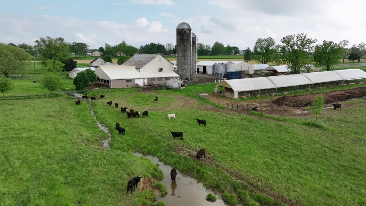 Cows on grass field grazing and drinking water of puddle after strong rain in america. Descend drone shot. Farmstead with house, silo storage and barns for animals. CLoudy day in summer. PA, USA.