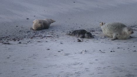 newborn harbor seal pup scooting on sand with its mother