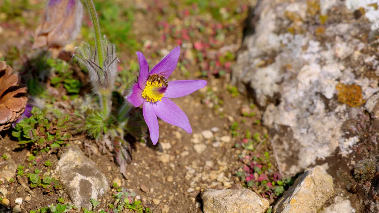 pasqueflower con una abeja en verano - toma de ángulo alto