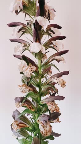 primer plano de una flor alta y decorativa