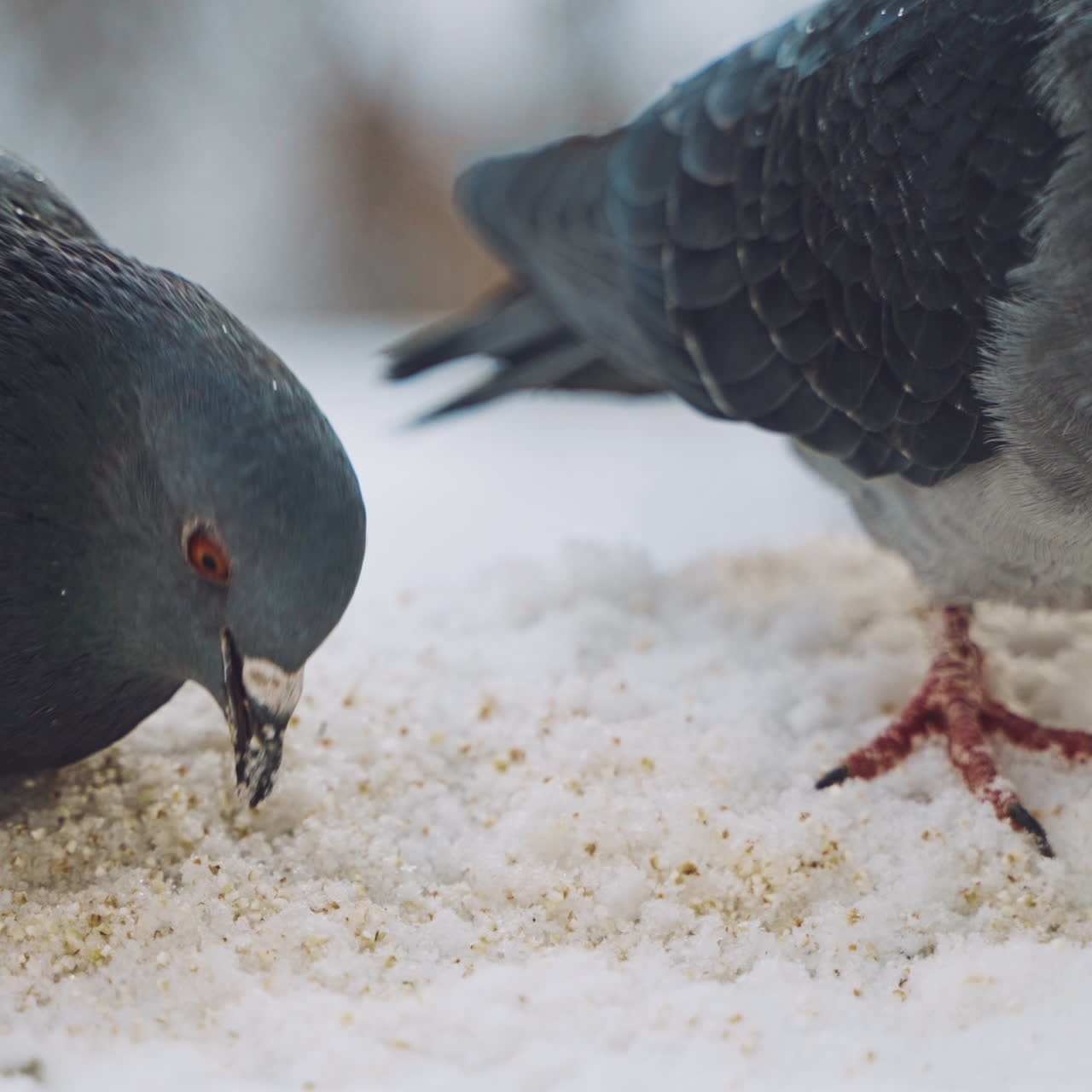 Beautiful pigeons are eating bread in winter. Hungry dove birds eating crumbs in the white snow outdoors. Close-up