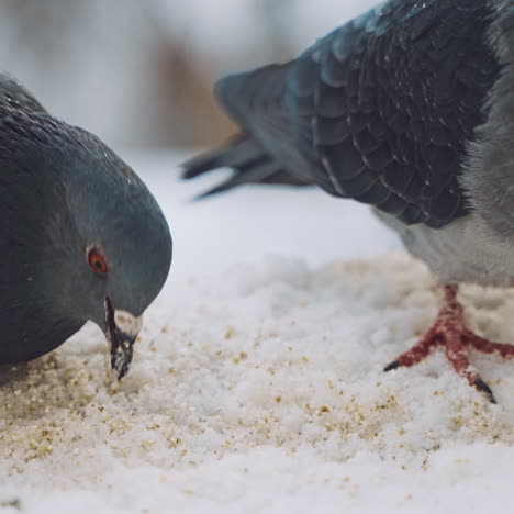 beautiful pigeons are eating bread in winter. hungry dove birds eating crumbs in the white snow outdoors. close-up
