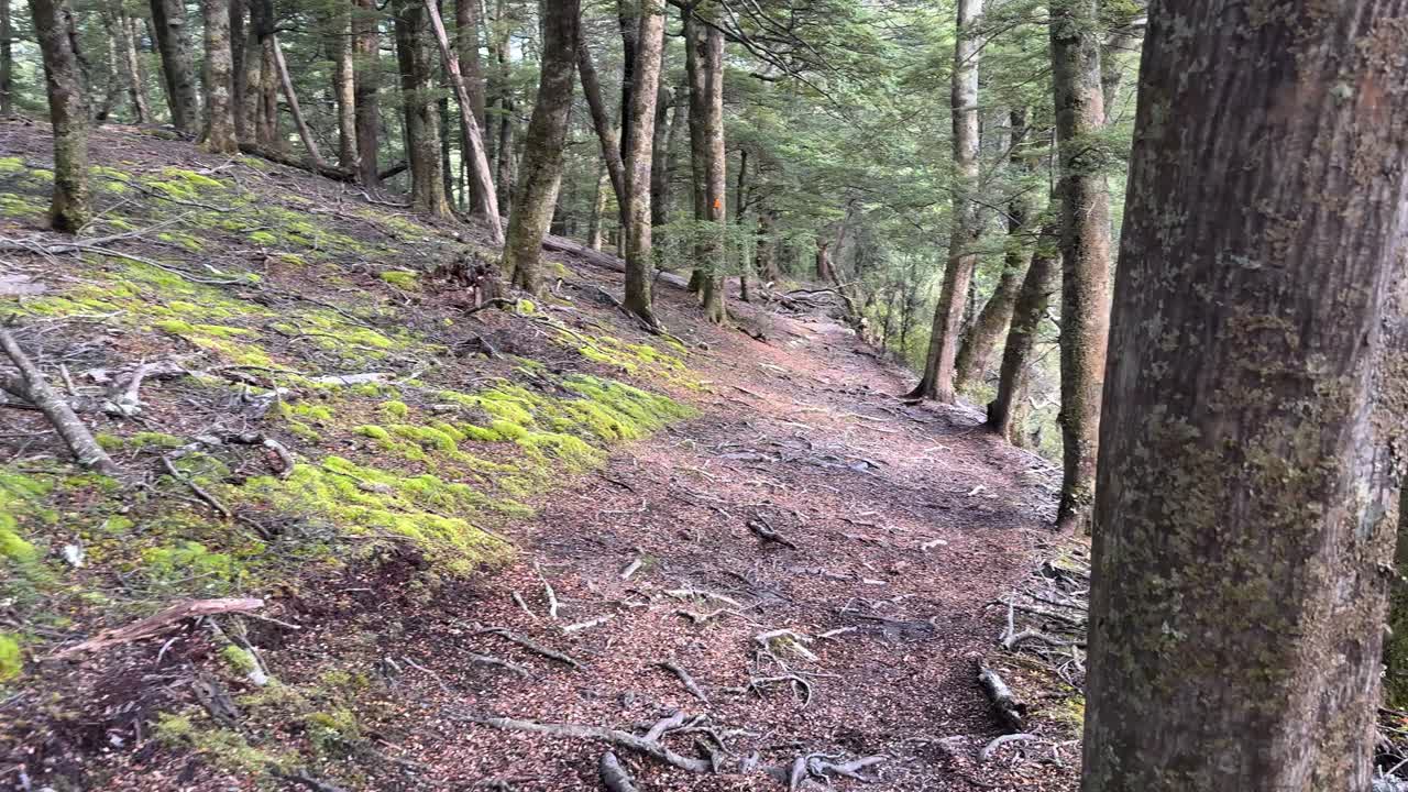Steady camera moves through lush, moss-covered forest trail in soft natural daylight