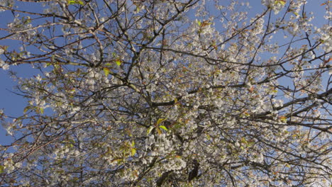Blossoming cherry tree branches against a clear blue sky