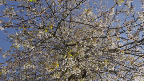 blossoming cherry tree branches against a clear blue sky