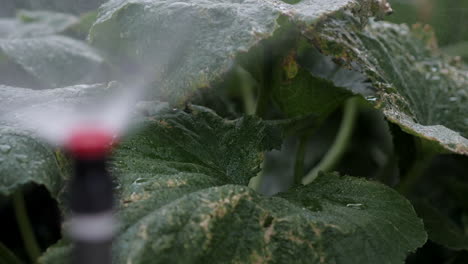 pull focus from sprinkler spray on riser to plants in garden