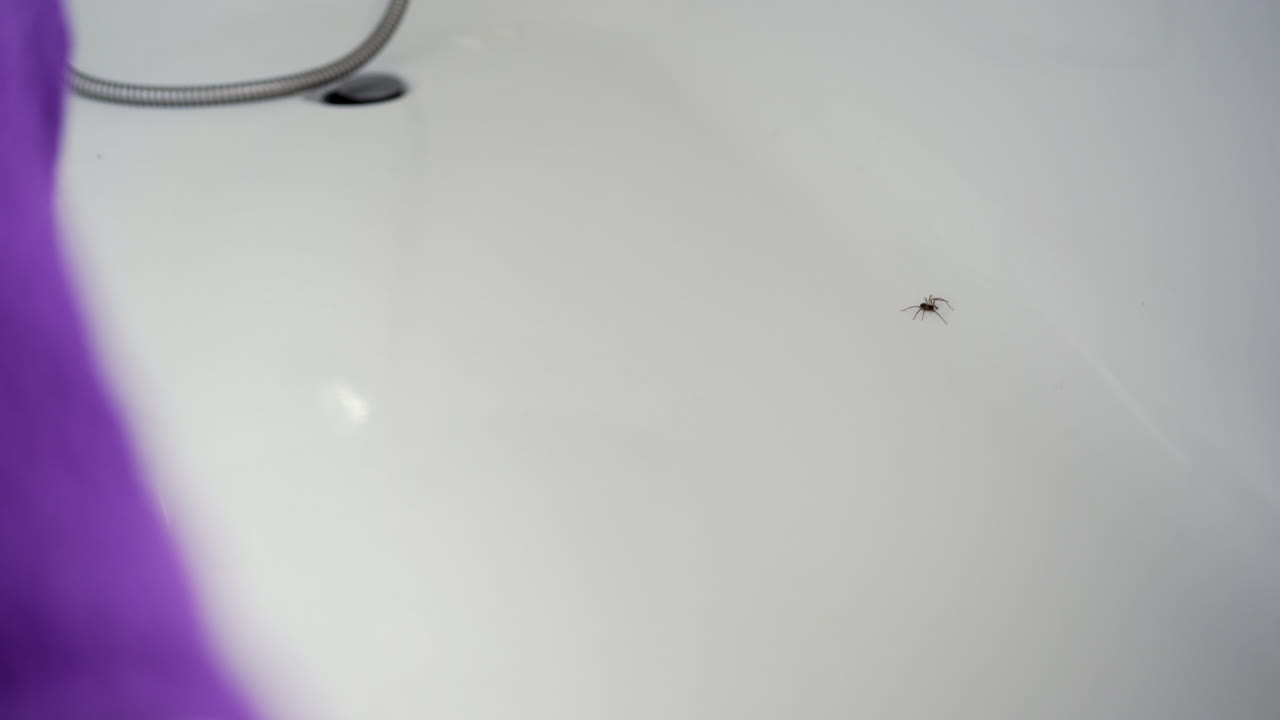 araña en baño blanco.