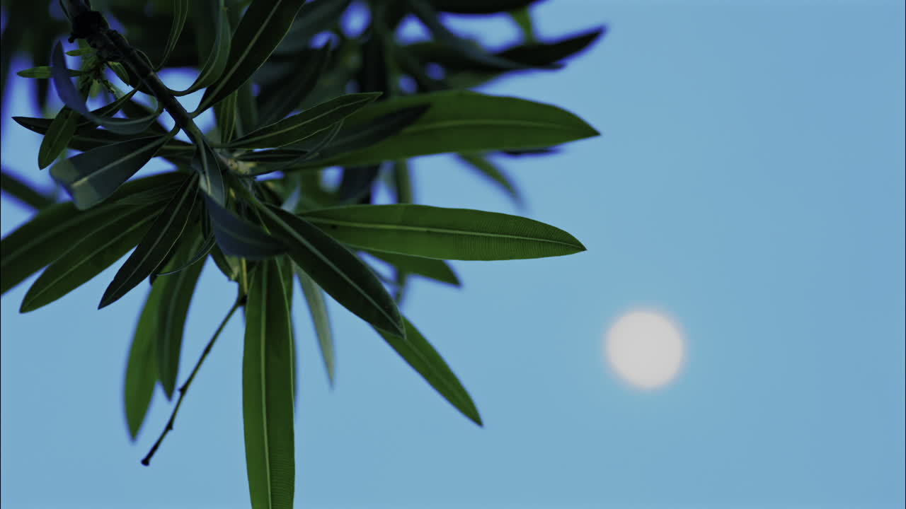 Close up of the leaves of an oleander flower with the moon on the sky in the evening on the background