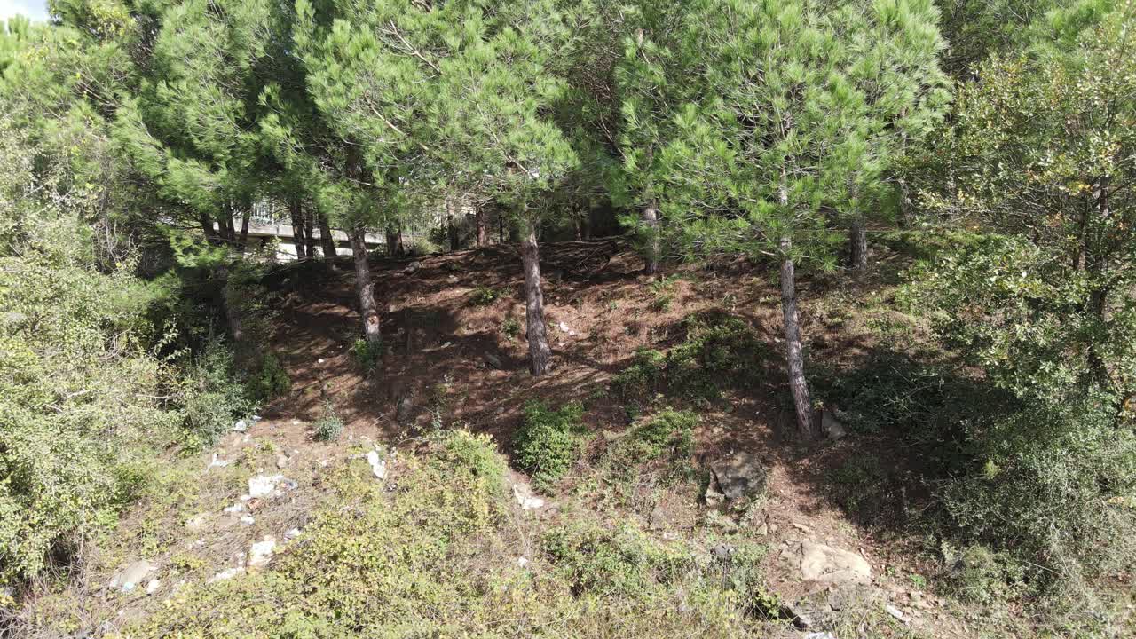 산림 자연 나무