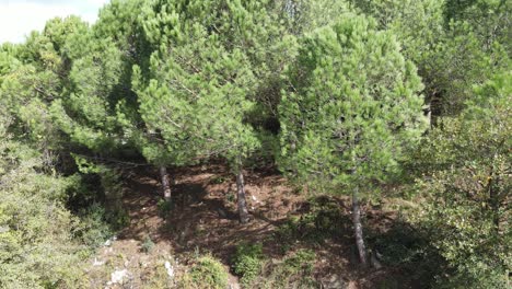 bosque naturaleza arboles