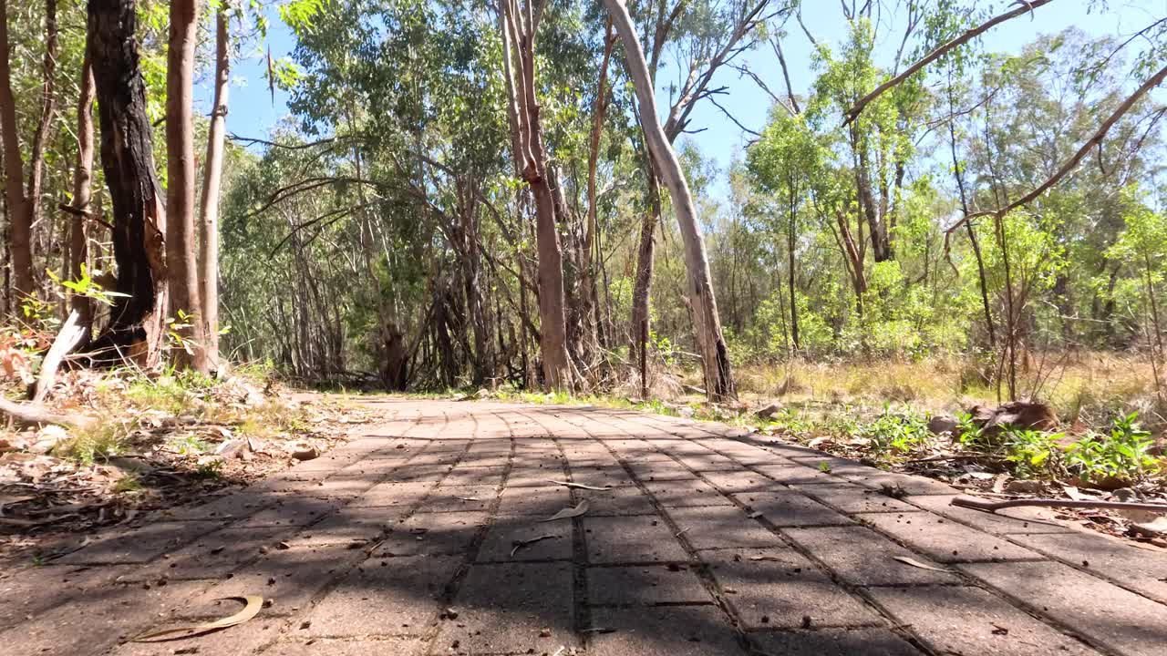 un paseo sereno por un sendero del bosque