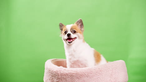 lindo perro posando para video en el estudio con fondo de clave de croma-1