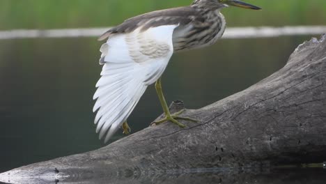 indian pond heron in pond area