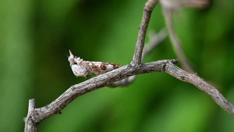 praying mantis, ceratomantis saussurii, facing the the left as viewed from its side whilst moving sideways and observing its surroundings