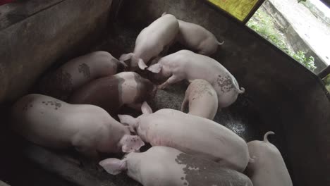 a stationary handheld shot of feeding pigs in a pigpen in a rural area in the philippines