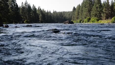 Low-angle-tilt-up-on-riverbank-revealing-forest-and-trees