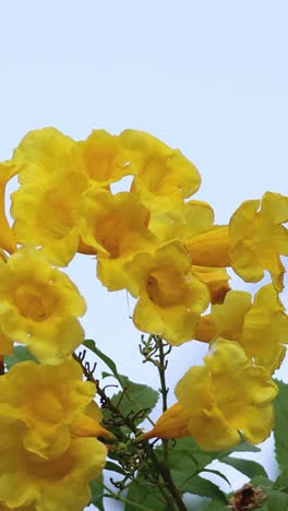 yellow flowers gently moving in the breeze