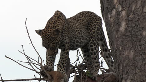 vista de cerca del leopardo de pie en el árbol con un animal muerto recientemente asesinado