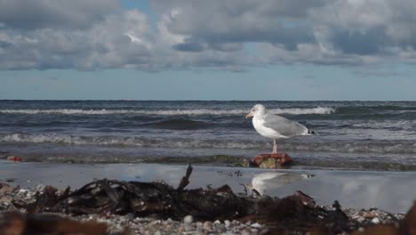 gran gaviota sentada sobre piedra en la orilla del mar en un día soleado, disparo constante