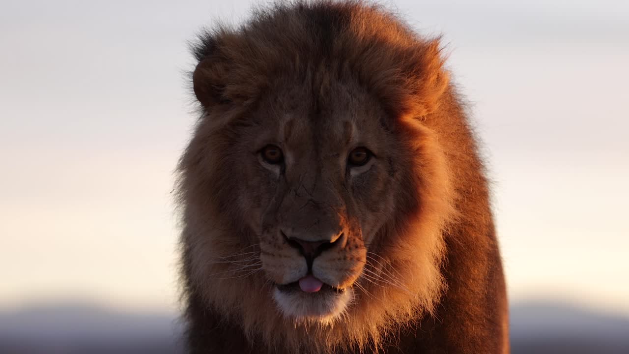 león en el sol escuchando con las orejas girando
