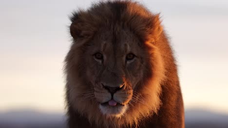 Löwe-In-Der-Sonne,-Der-Mit-Schwenkenden-Ohren-Zuhört